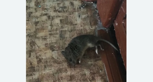 Дезинфекция от мышей в Лосино-Петровском